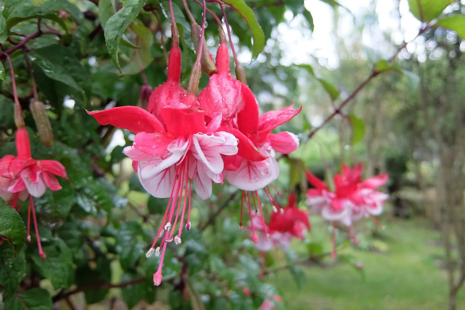 Fuchsia Hybrids (Fuchsia X Hybrida) — aiming to keep the soil consistently moist but never waterlogged