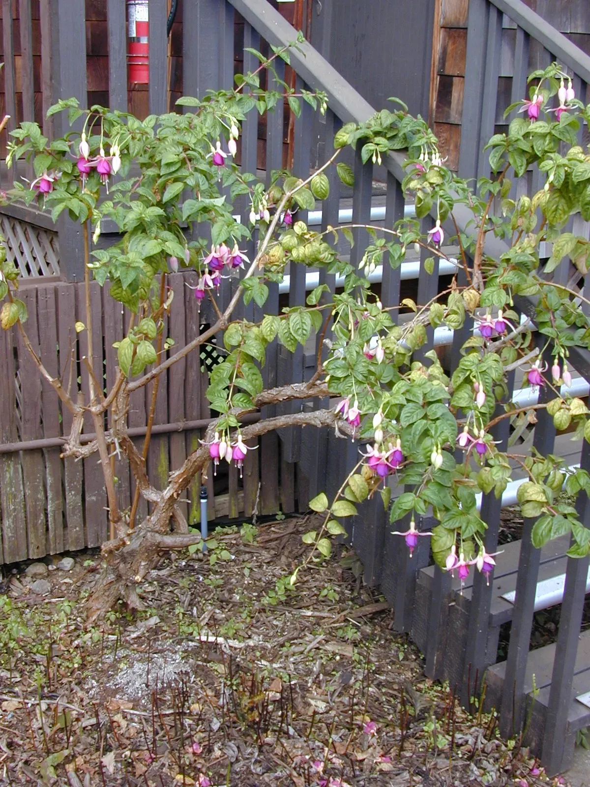 Fuchsia Hybrids (Fuchsia X Hybrida) — Whether they are displayed in hanging baskets