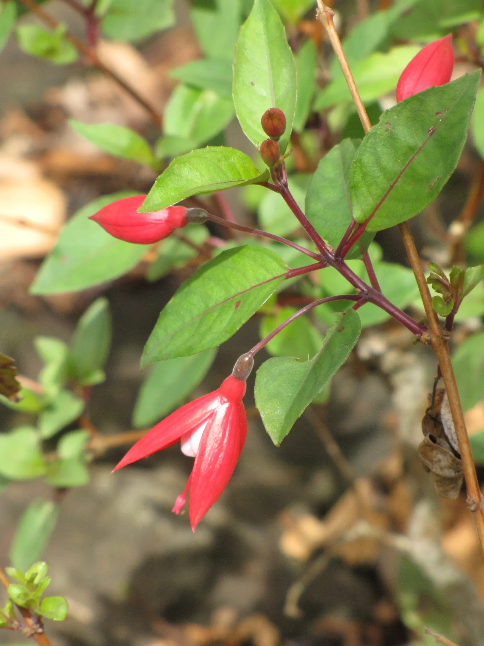 Fuchsia Hybrids (Fuchsia X Hybrida) — sheltered areas of the garden which do not receive intense midday sunlight; usually exhibiting a combination of vivid