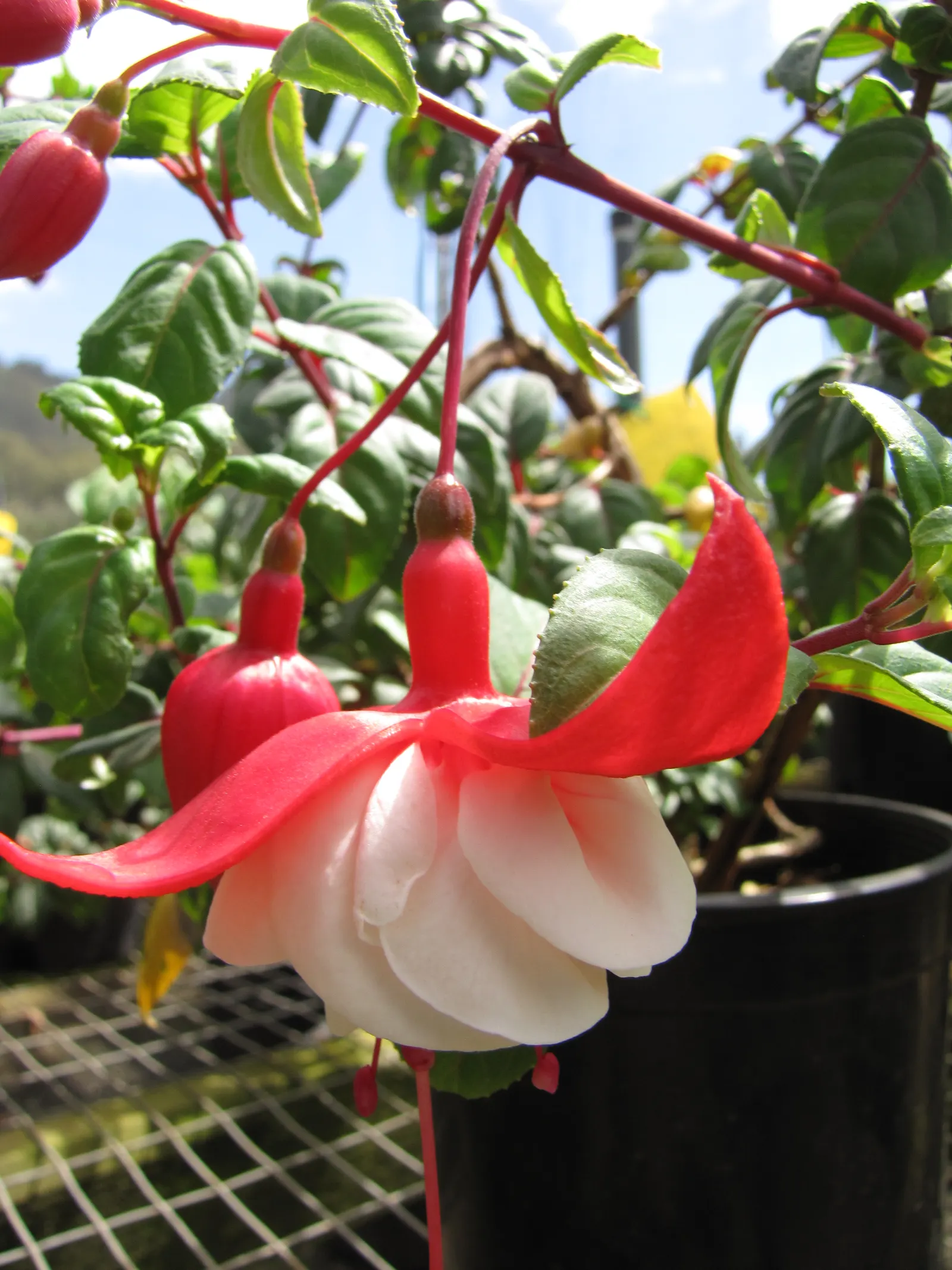 Fuchsia Hybrids (Fuchsia X Hybrida) — stands out with its elegant