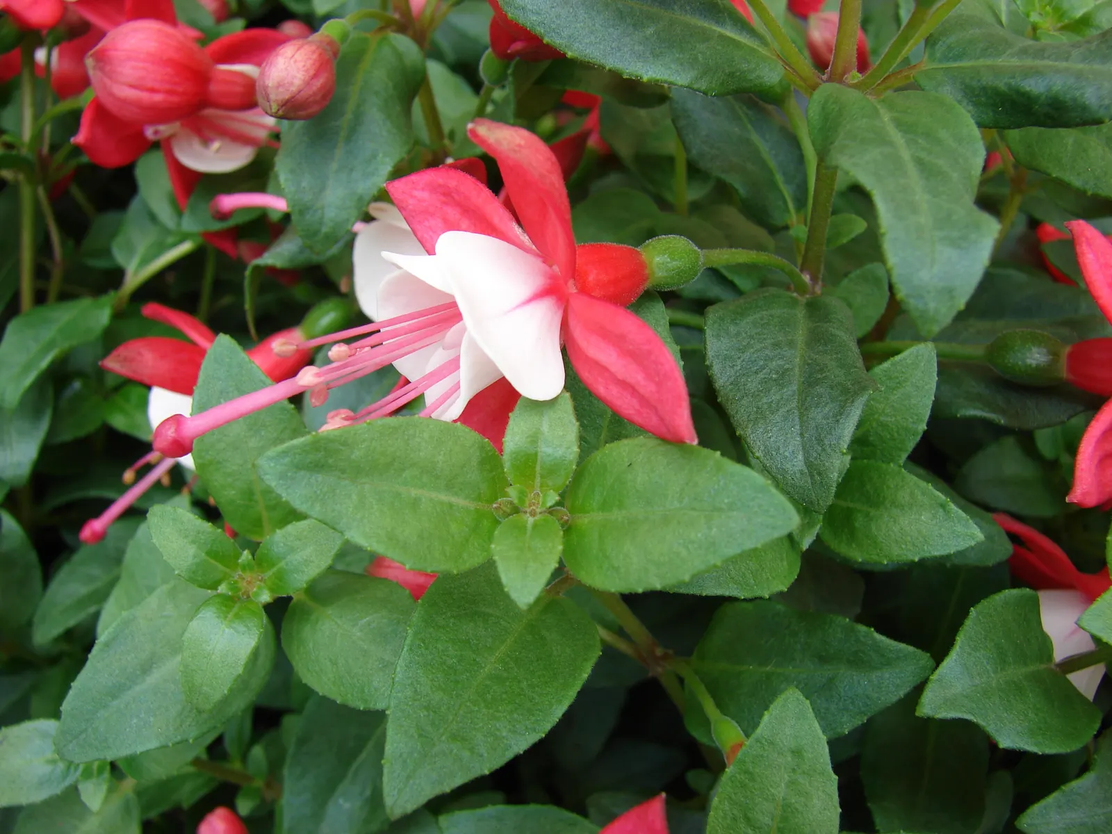 Fuchsia Hybrids (Fuchsia X Hybrida) — Fuchsias thrive in partially shaded conditions