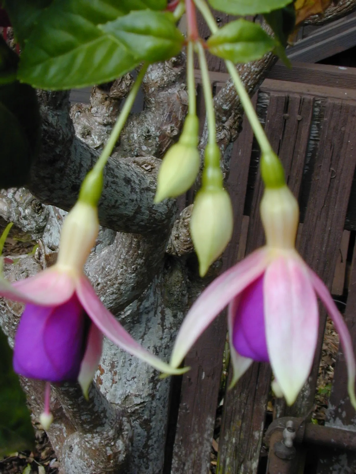 Fuchsia Hybrids (Fuchsia X Hybrida) — plant them in a location with well-draining soil and provide regular watering