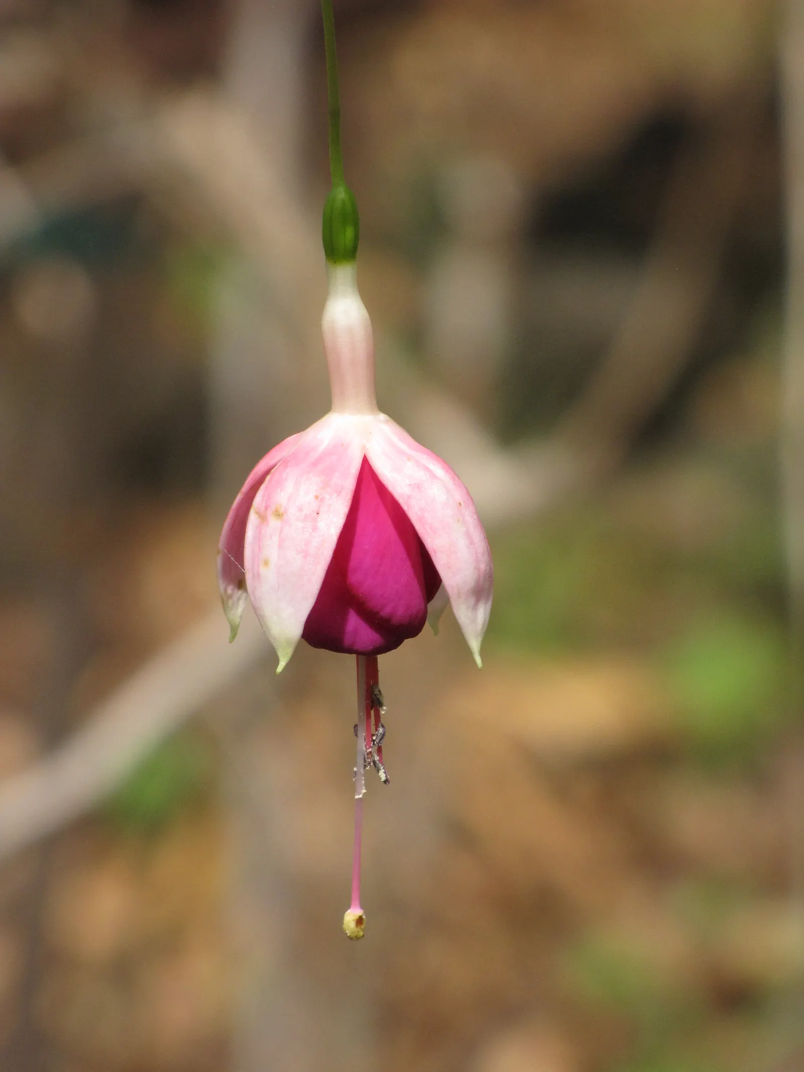 Fuchsia Hybrids (Fuchsia X Hybrida) — commonly gracing gardens with its vibrant hues and graceful form; which can extend from spring through fall in favorable