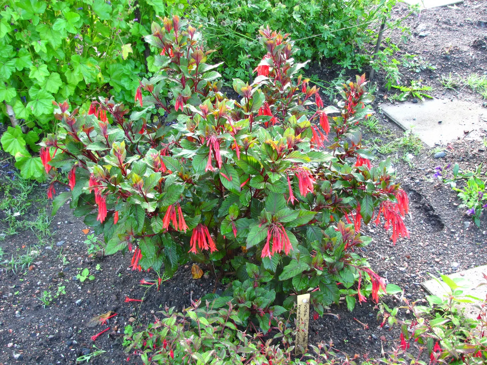 Fuchsia Hybrids (Fuchsia X Hybrida) — usually exhibiting a combination of vivid purples