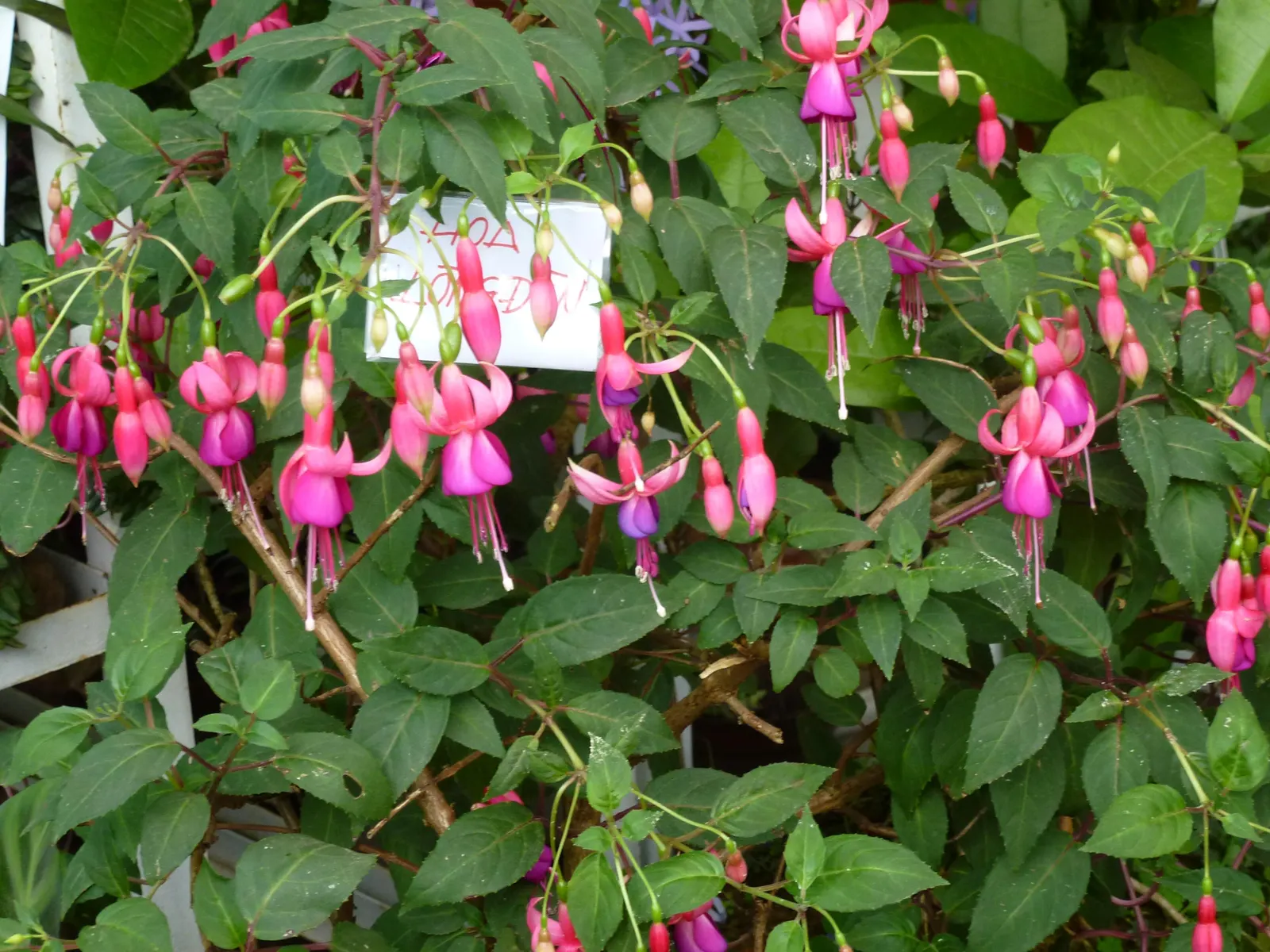 Fuchsia Hybrids (Fuchsia X Hybrida) — a popular ornamental shrub