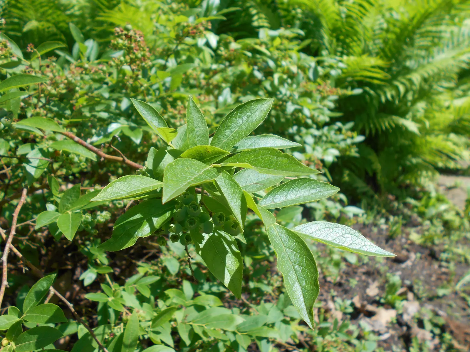 Hillside Blueberry (Vaccinium Pallidum) — acidic soil with a pH of 4.5 to 5.5
