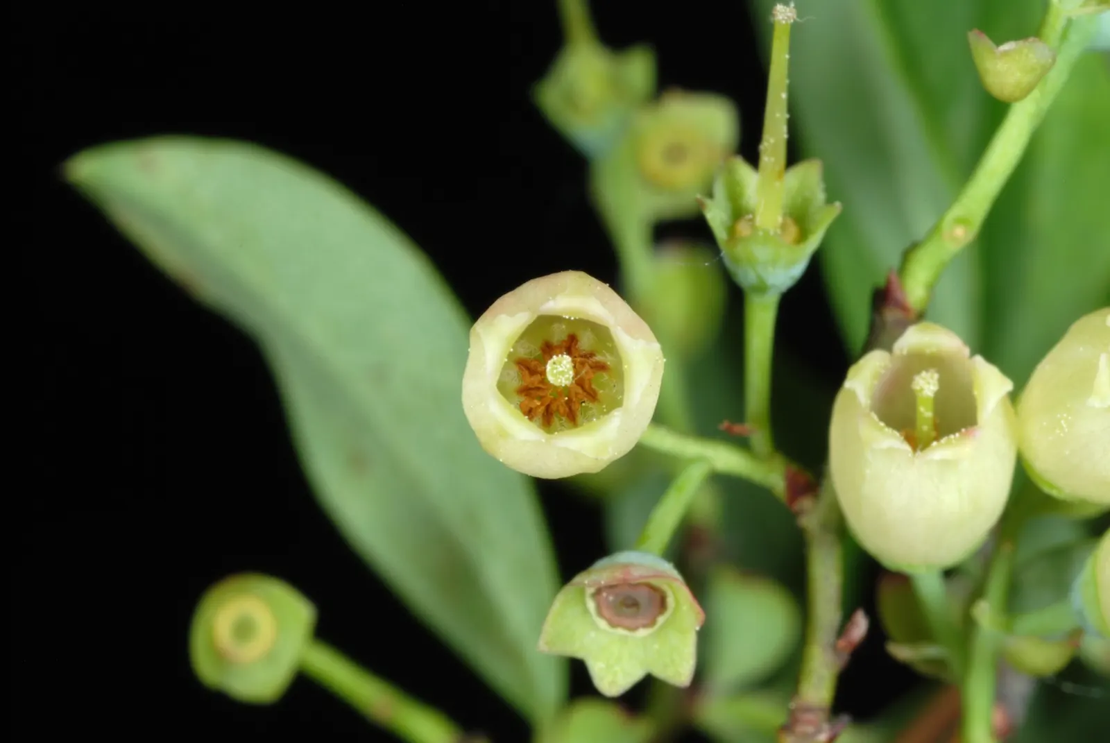 Hillside Blueberry (Vaccinium Pallidum) — fruitful presence in your client's garden