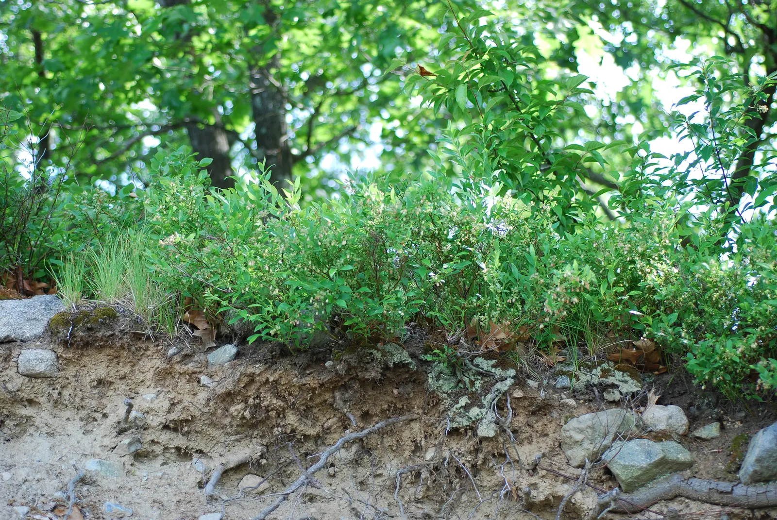 Hillside Blueberry (Vaccinium Pallidum) — This deciduous shrub typically reaches heights of 2 to 5 feet and can spread equally wide