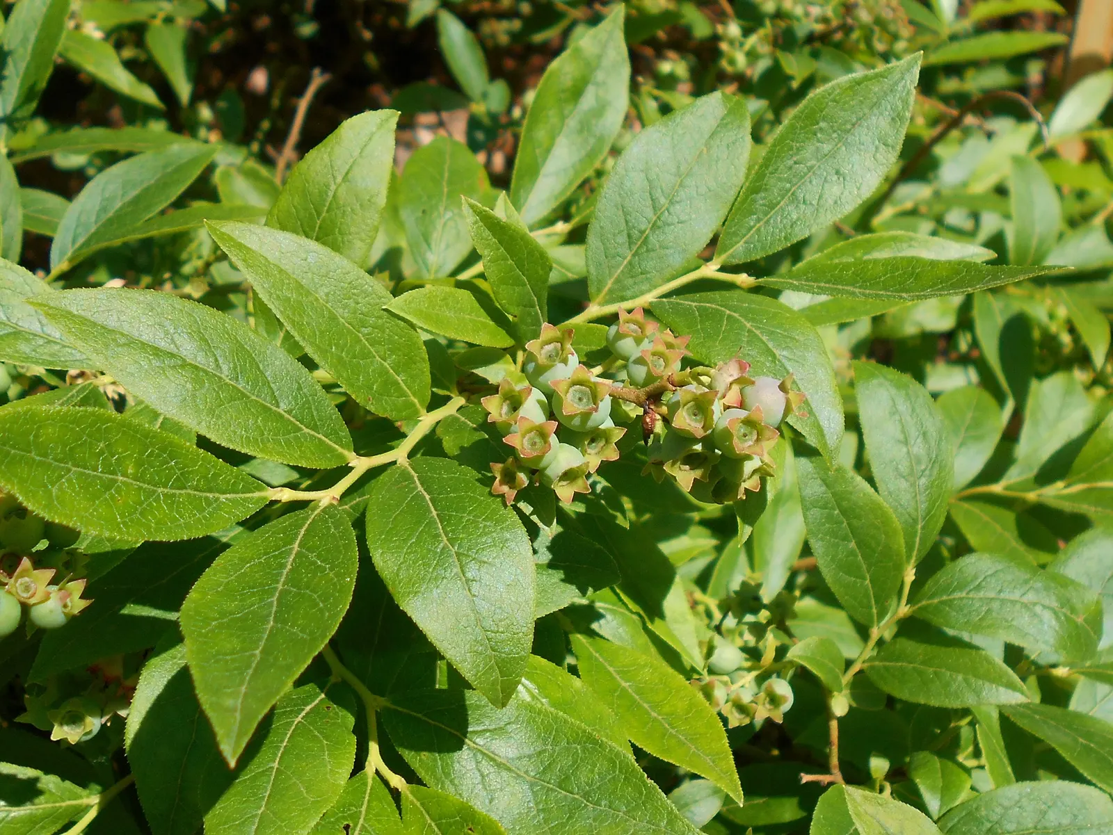 Hillside Blueberry (Vaccinium Pallidum) — It's recommended to provide a spacing of 3 to 4 feet between each plant to guarantee ample room for growth