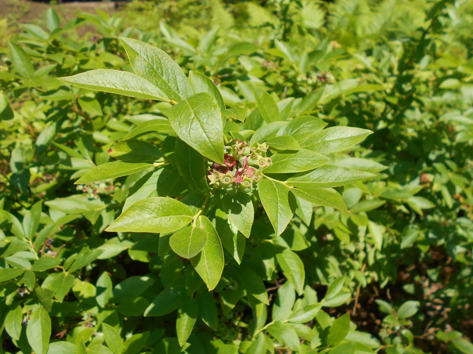 Hillside Blueberry (Vaccinium Pallidum) — offering a dynamic element to the landscape.<br><br>When planting the Hillside Blueberry