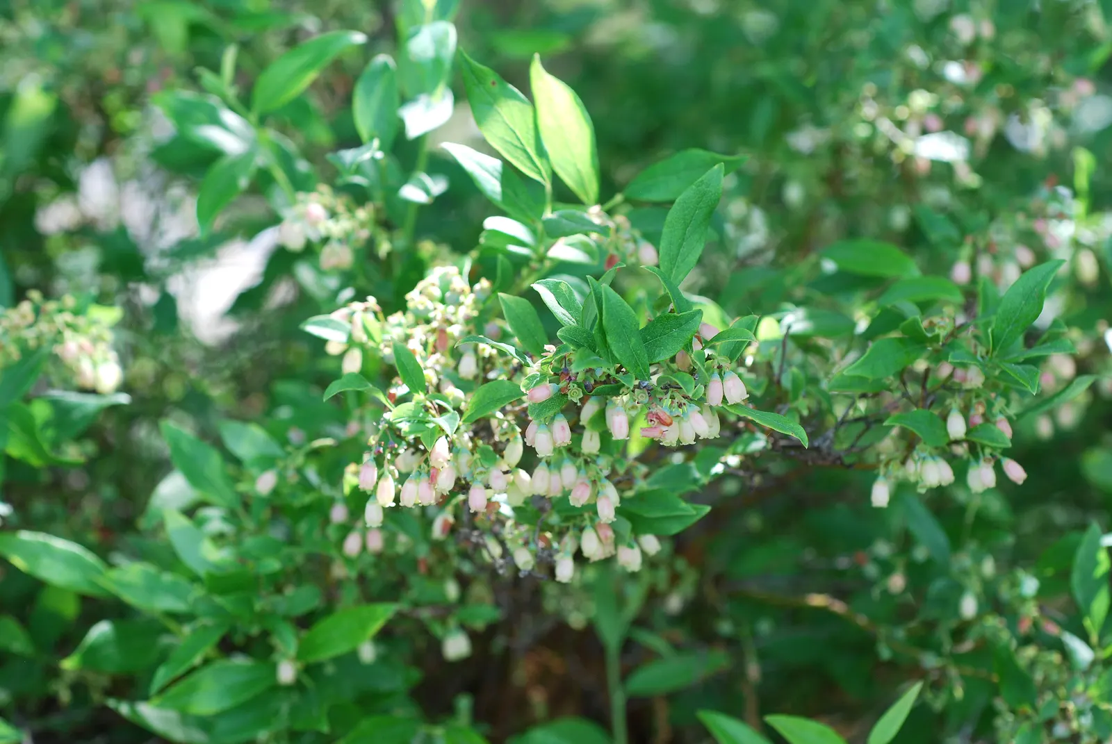 Hillside Blueberry (Vaccinium Pallidum) — thriving in acidic soil and partial to full sun