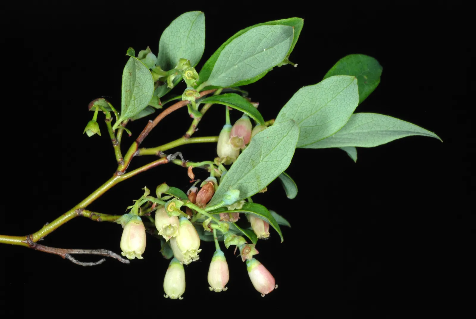 Hillside Blueberry (Vaccinium Pallidum) — Adding a layer of organic mulch around the base can help conserve moisture and maintain soil health