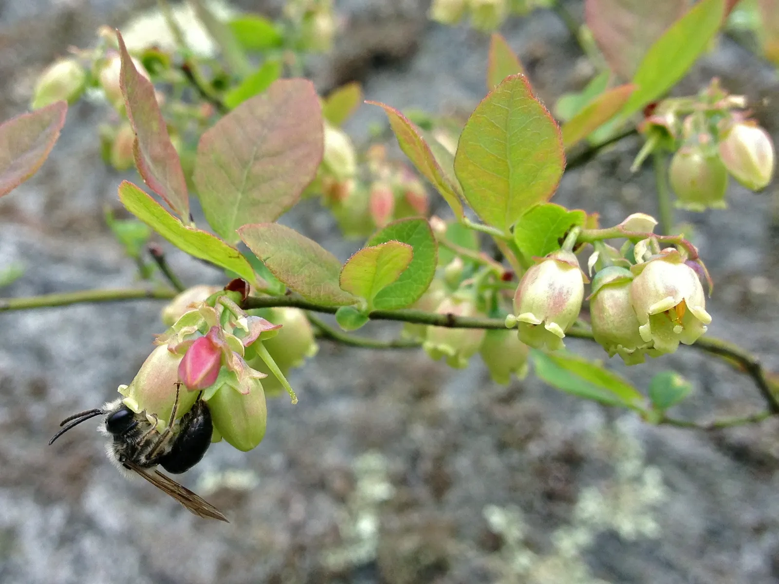 Hillside Blueberry (Vaccinium Pallidum) — scientifically known as Vaccinium pallidum