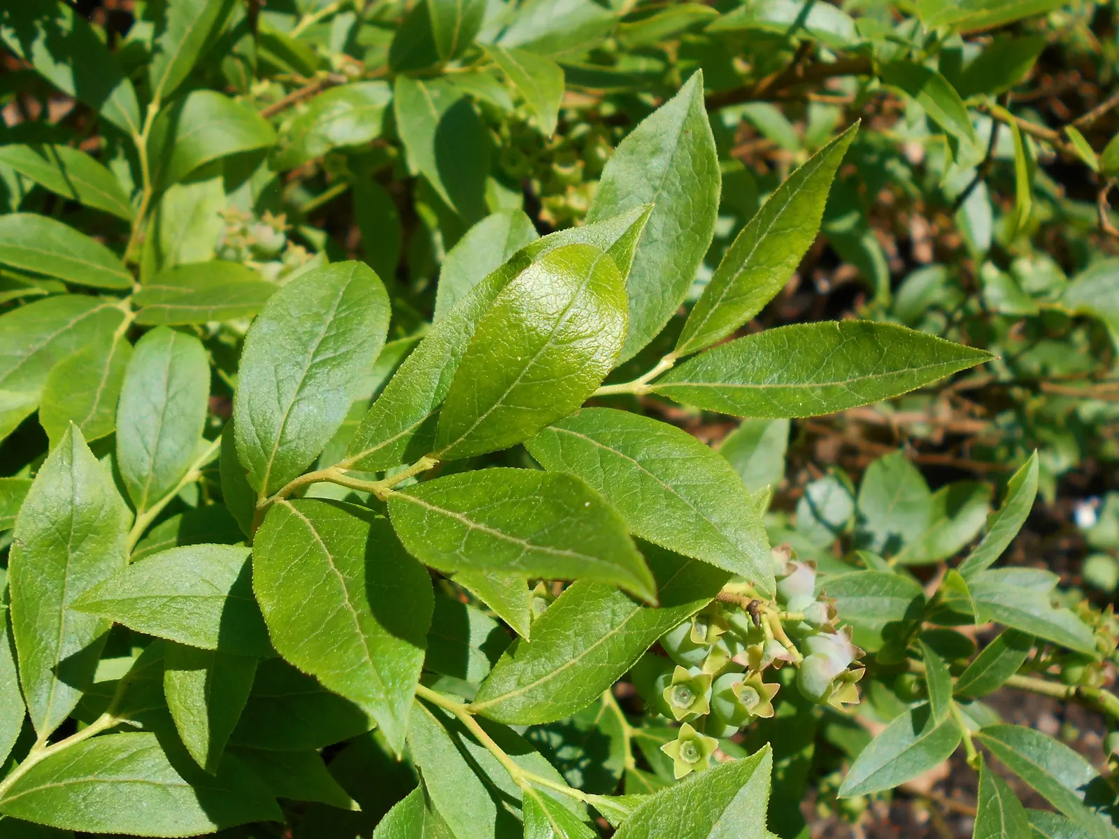 Hillside Blueberry (Vaccinium Pallidum) — This hardy shrub is resilient