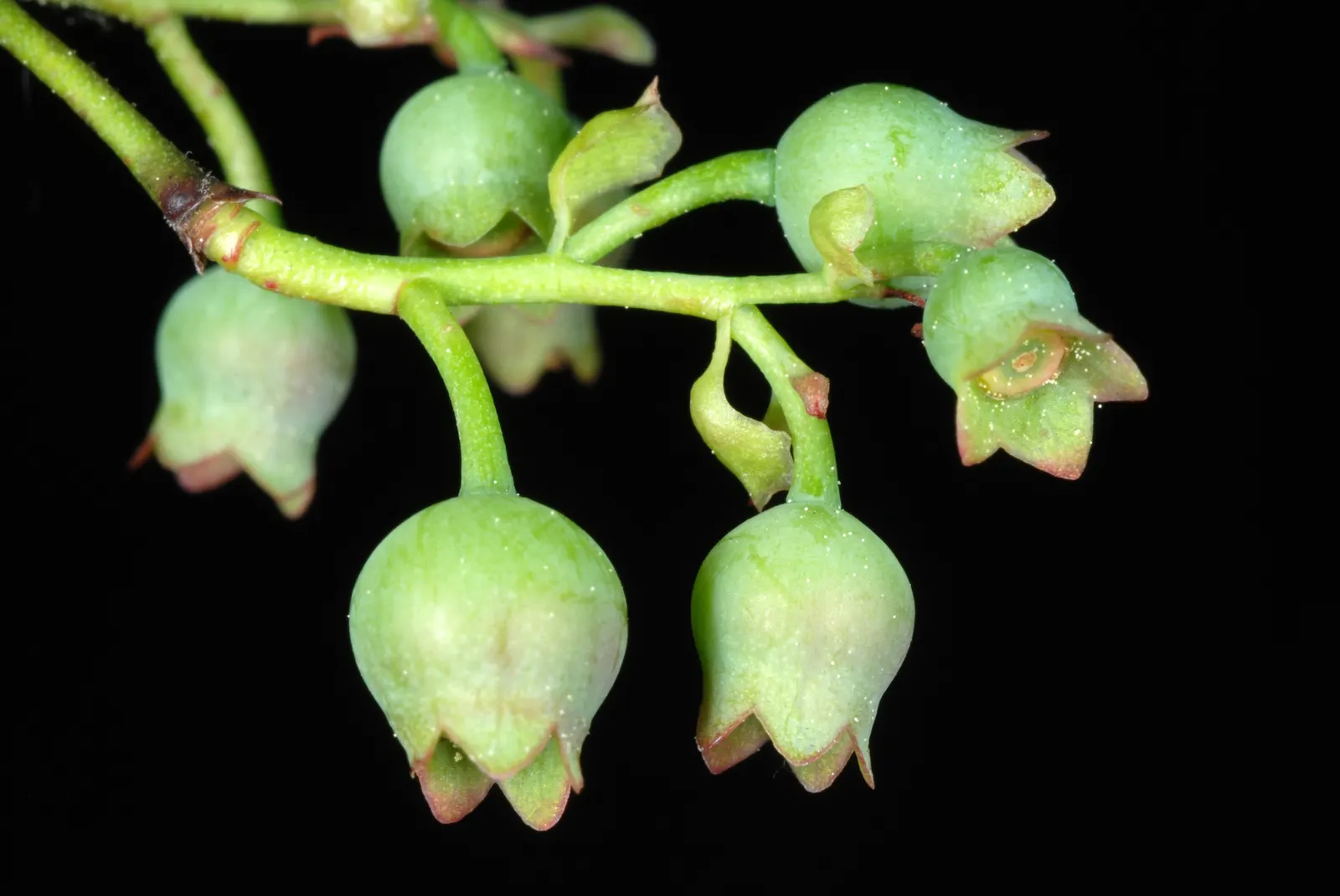 Hillside Blueberry (Vaccinium Pallidum) — select a site with full sun to partial shade and well-drained
