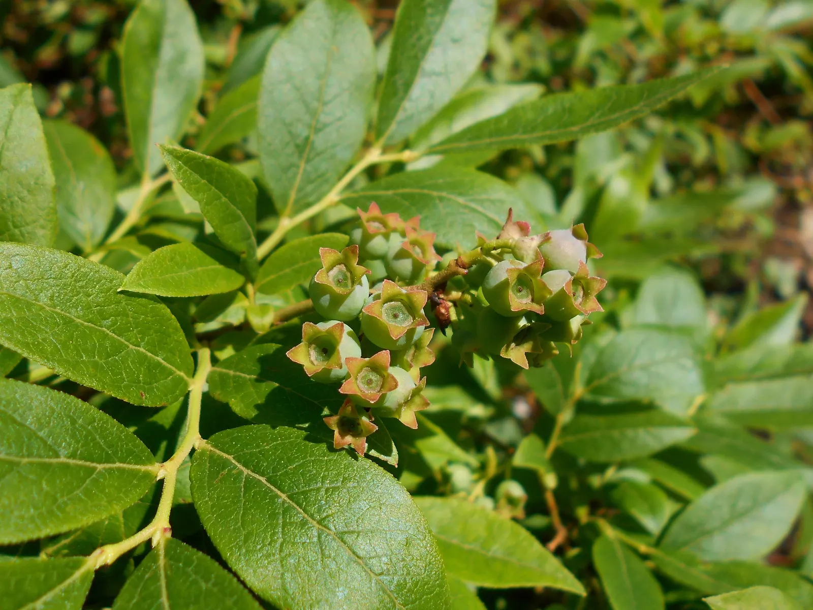 Hillside Blueberry (Vaccinium Pallidum) — adapting well to various conditions and requiring minimal upkeep once established