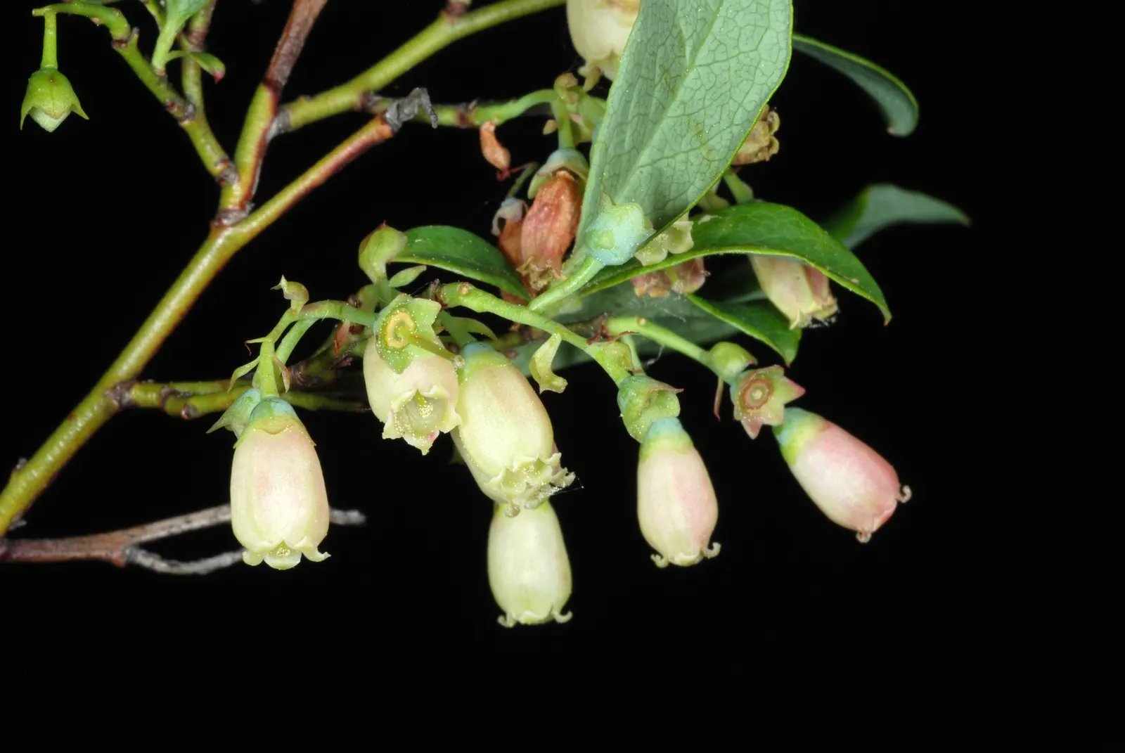 Hillside Blueberry (Vaccinium Pallidum) — This native presents fiery red fall foliage, appealing to wildlife and humans alike