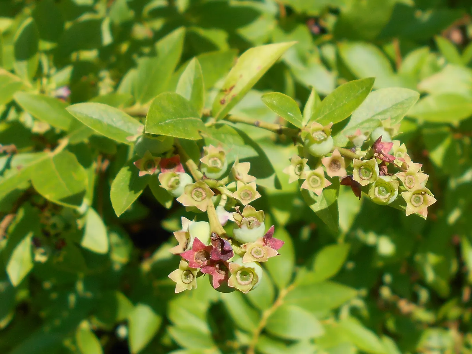 Hillside Blueberry (Vaccinium Pallidum) — It grows 2-4 feet tall and spreads 2-3 feet wide, offering spring blooms and edible summer berries