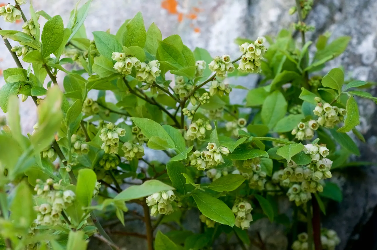 Hillside Blueberry (Vaccinium Pallidum) — Zones 5-8 are ideal for its thriving, guaranteeing a robust performance in these climates