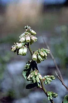 Hillside Blueberry (Vaccinium Pallidum) — creating a vivid display in your client's garden