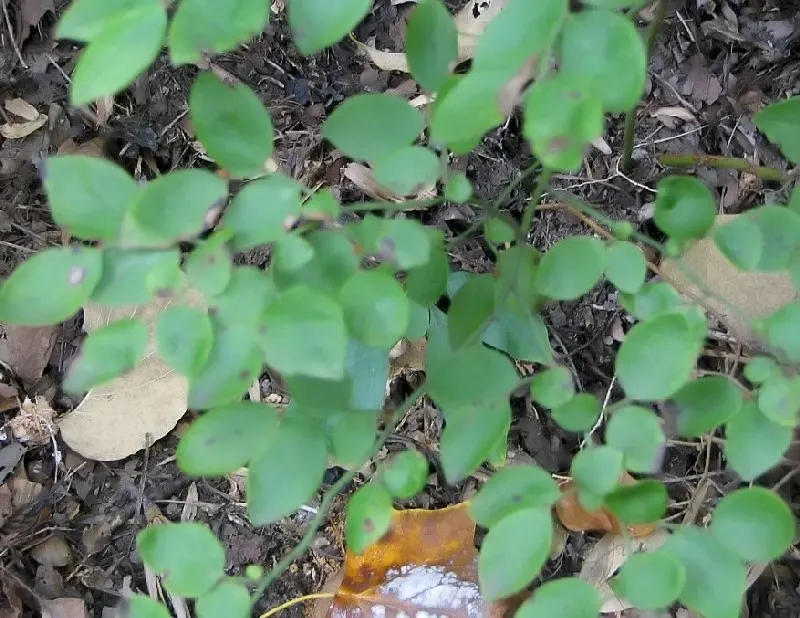 Hillside Blueberry (Vaccinium Pallidum) — with a mounding habit that allows for attractive natural groupings or hedges