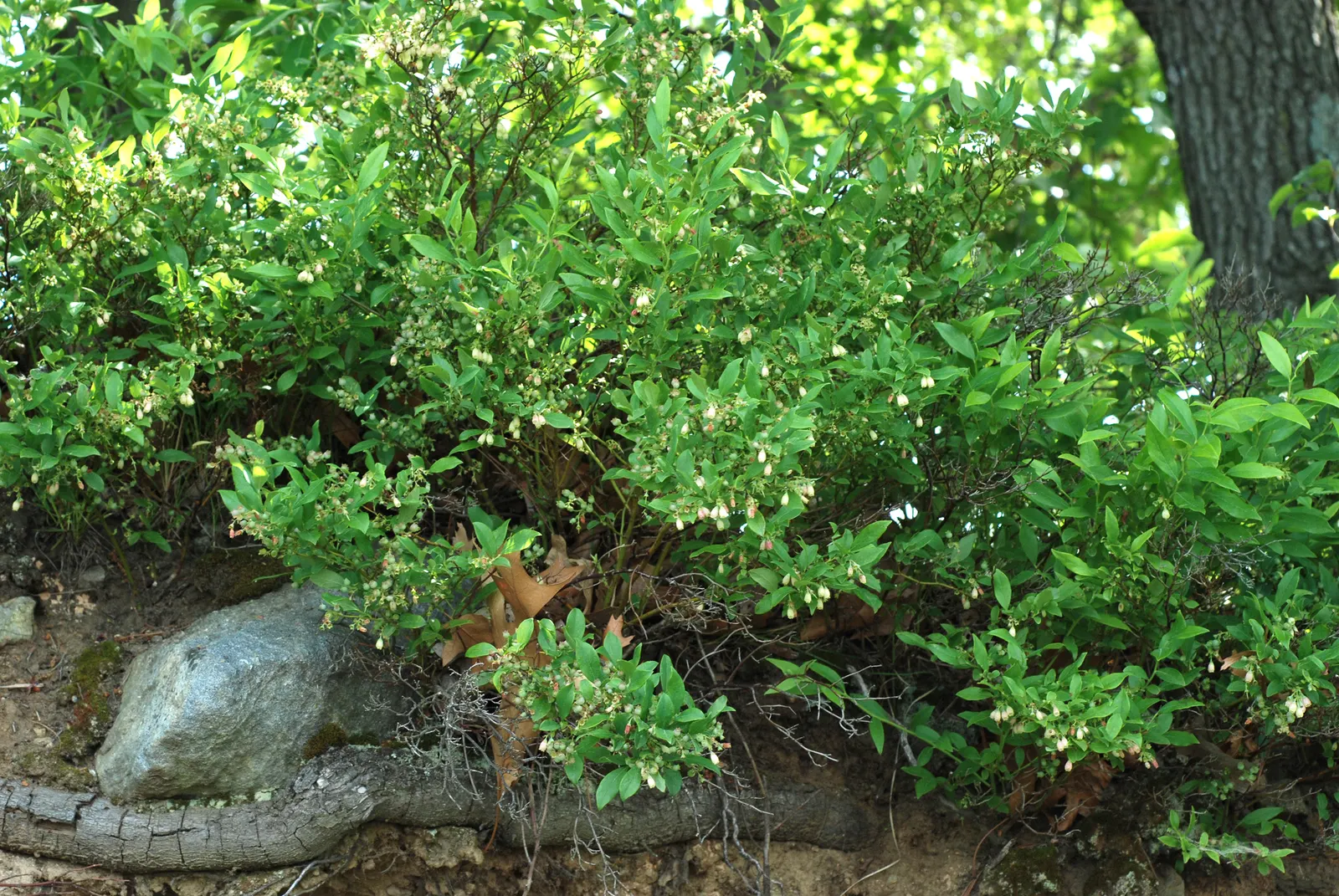 Hillside Blueberry (Vaccinium Pallidum) — The berries are not only a visual treat but also attract an array of wildlife