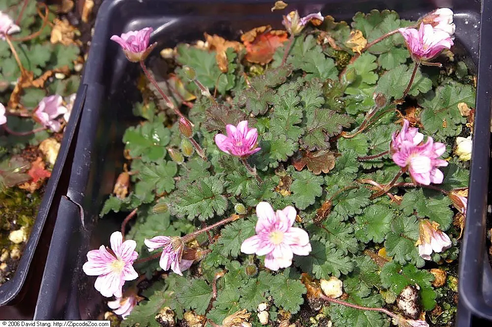 Dwarf Cranesbill (Erodium x variabile 'Flore Pleno') — double-pink flowers amidst dense