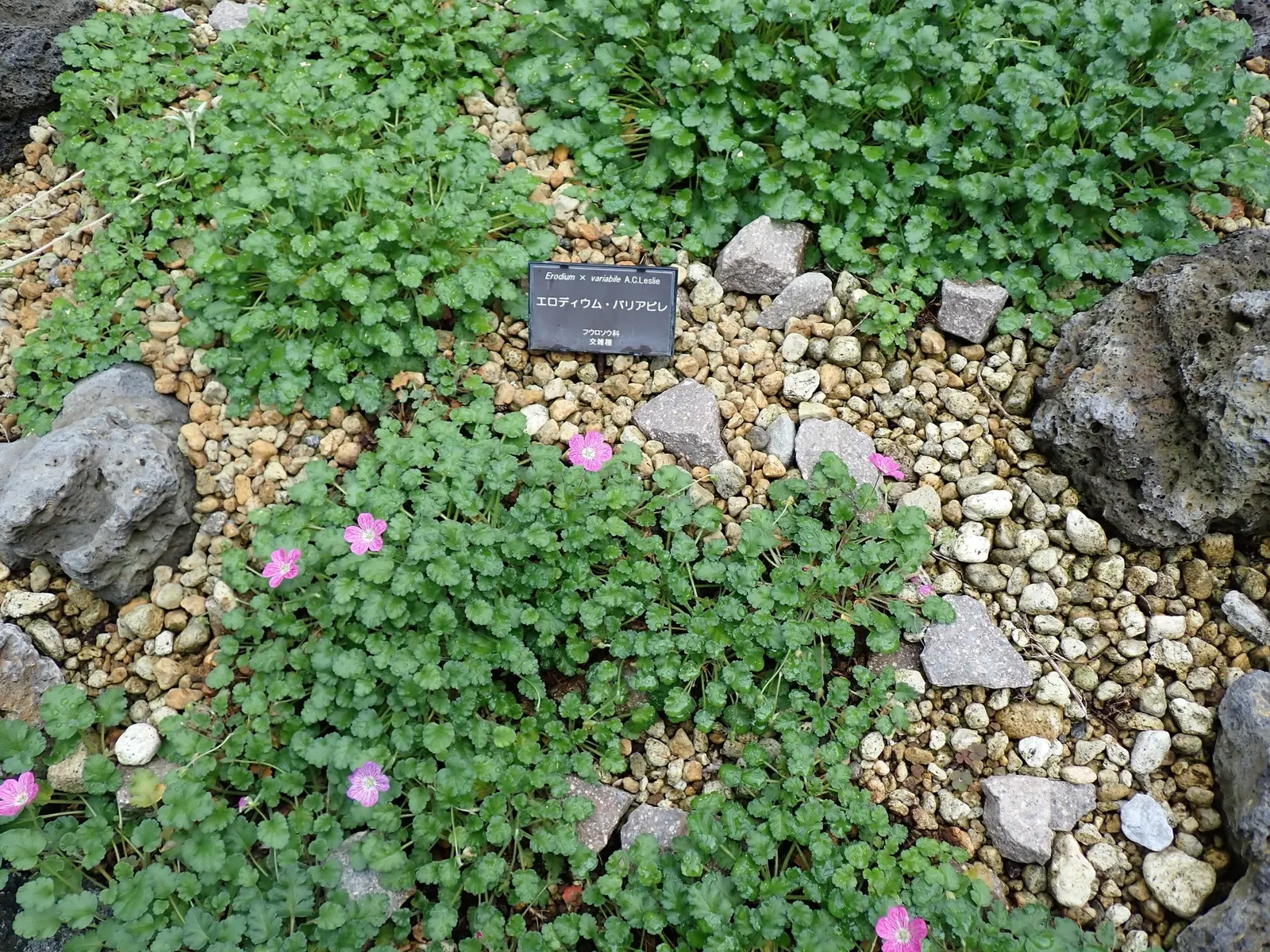 Dwarf Cranesbill (Erodium x variabile 'Flore Pleno') — This perennial thrives in zones 4-8 and reaches a modest height of 6 inches, with a spread up to 12