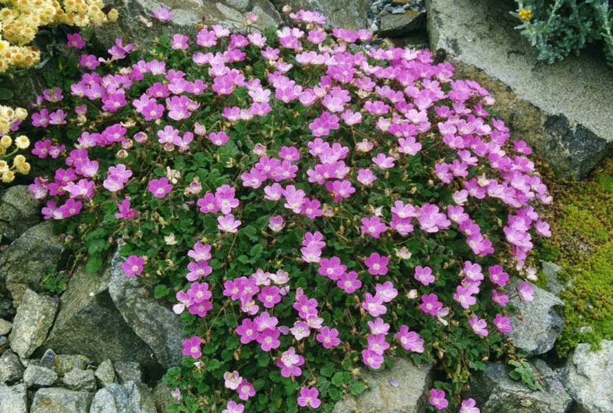 Dwarf Cranesbill (Erodium x variabile 'Flore Pleno') — Ideal for rock gardens or front-of-border placement