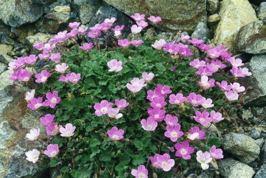Dwarf Cranesbill (Erodium x variabile 'Flore Pleno') — it prefers full sun to partial shade and well-drained soil