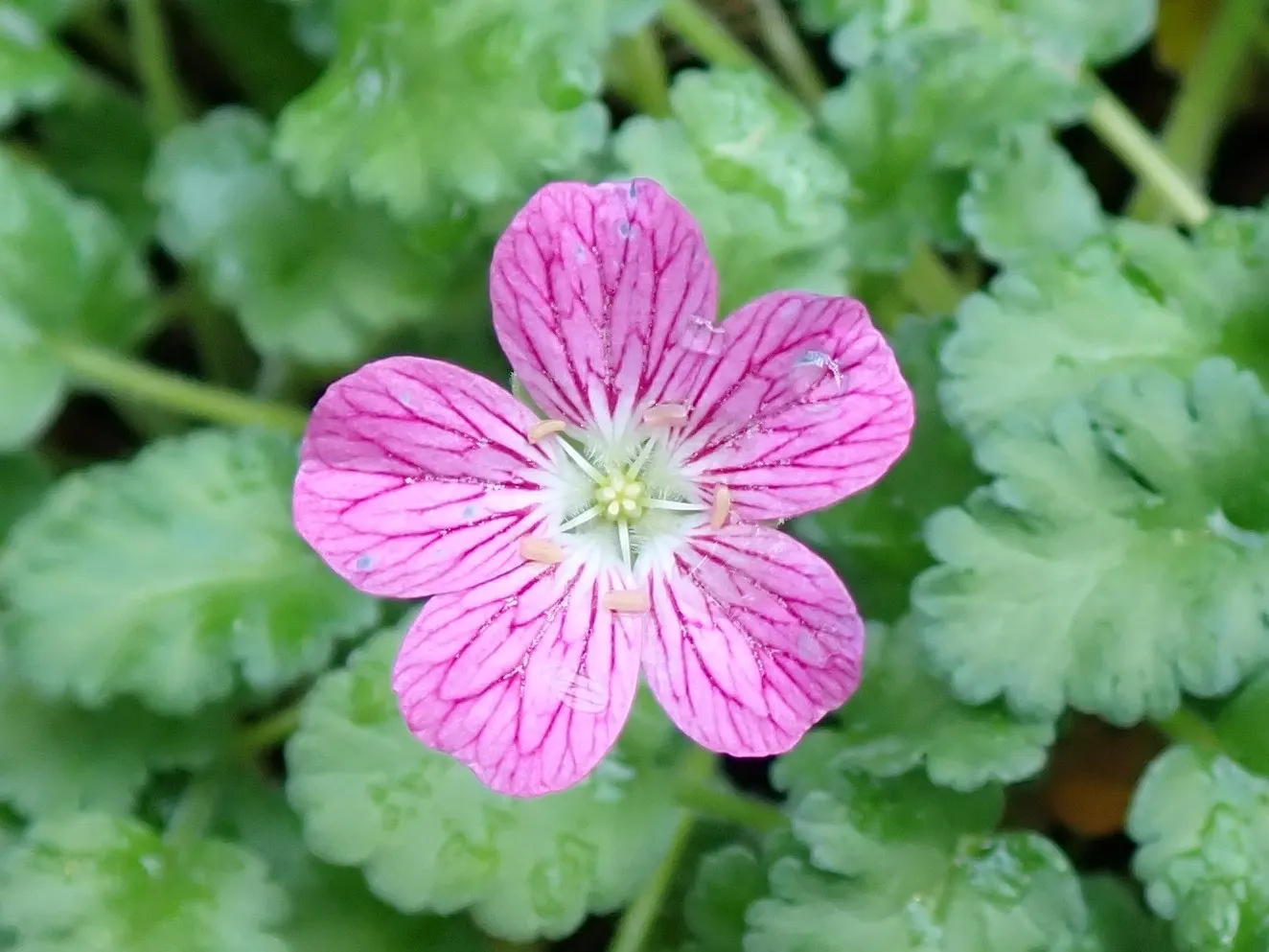 Dwarf Cranesbill (Erodium x variabile 'Flore Pleno') — offering a lengthy blooming season from spring through summer