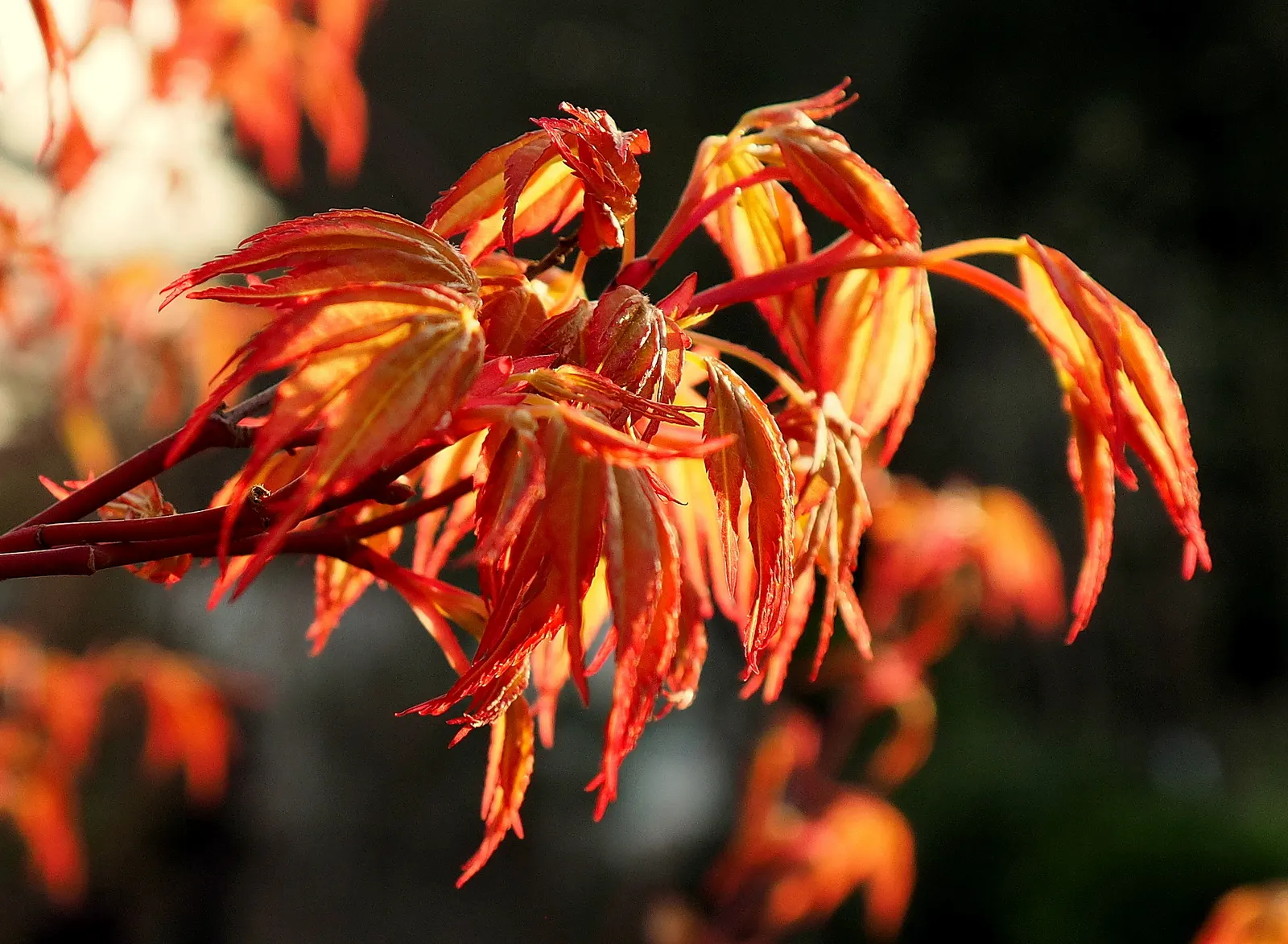 Katsura Japanese Maple (Acer Palmatum 'Katsura') — The Senkaki Maple, or Acer palmatum 'Sango-kaku', is a captivating ornamental tree