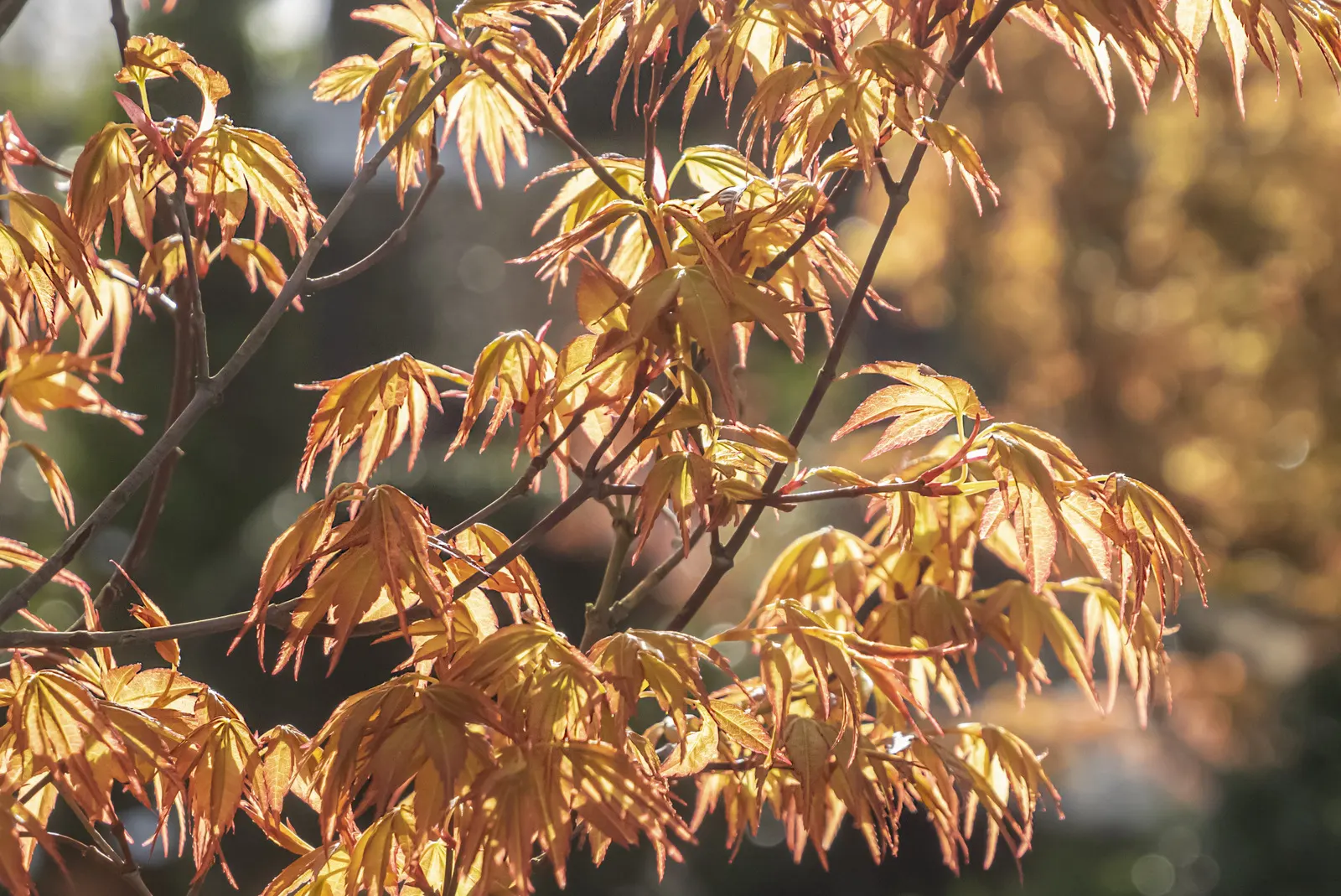 Katsura Japanese Maple (Acer Palmatum 'Katsura') — with lobed leaves emerging golden-yellow in spring