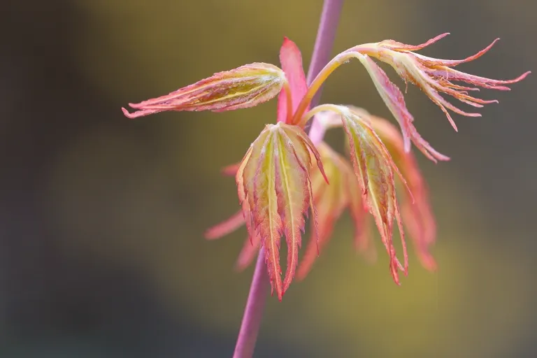 Katsura Japanese Maple (Acer Palmatum 'Katsura') — It features coral-red young branches, adding vivid winter interest