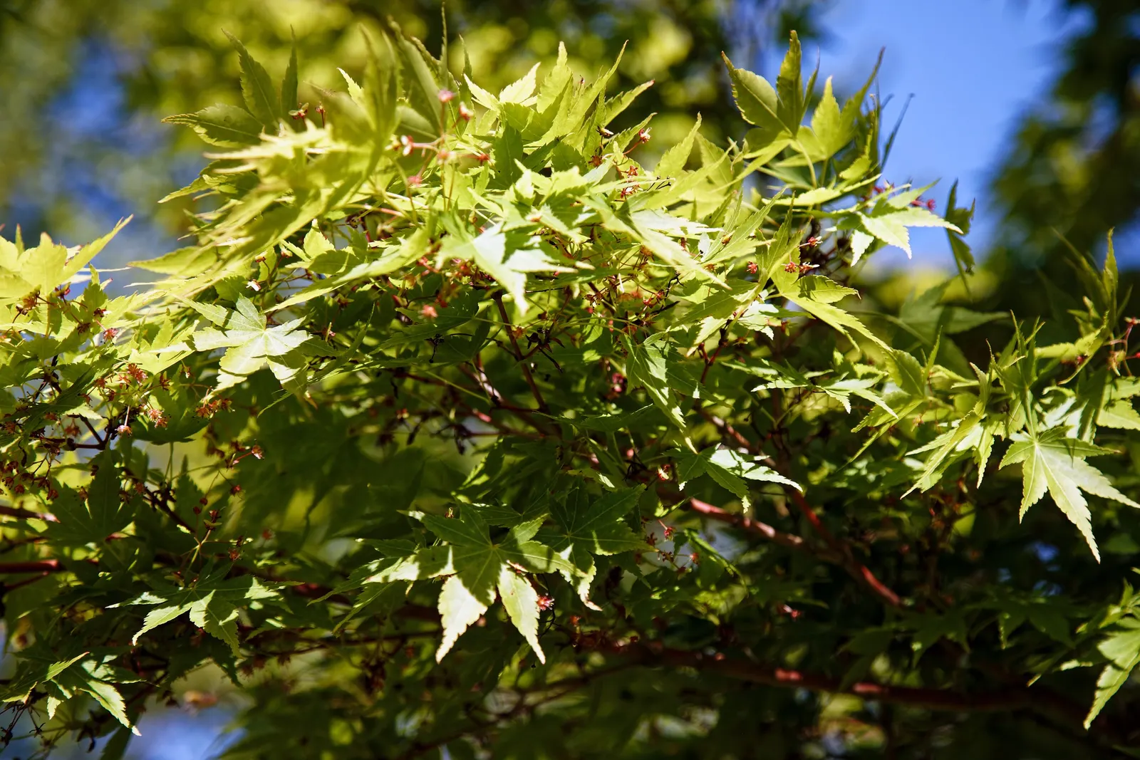 Katsura Japanese Maple (Acer Palmatum 'Katsura') — turning to green in summer