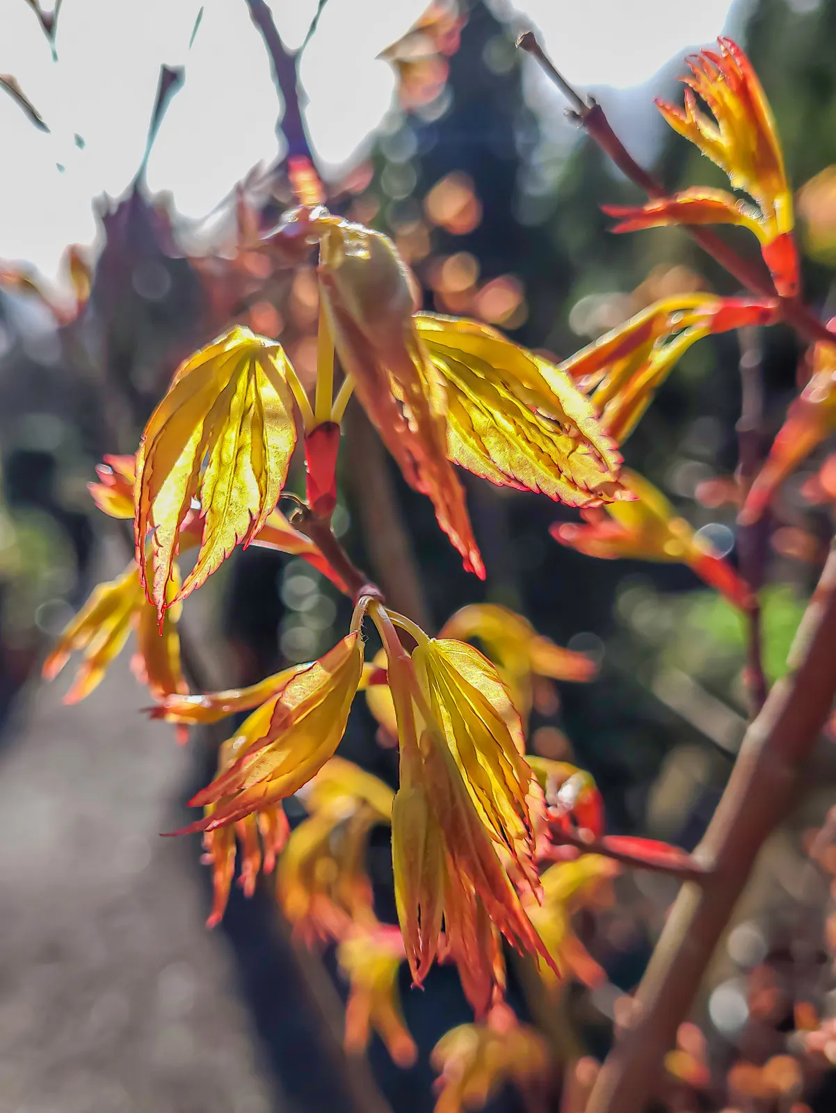 Katsura Japanese Maple (Acer Palmatum 'Katsura') — This deciduous tree offers a striking seasonal palette