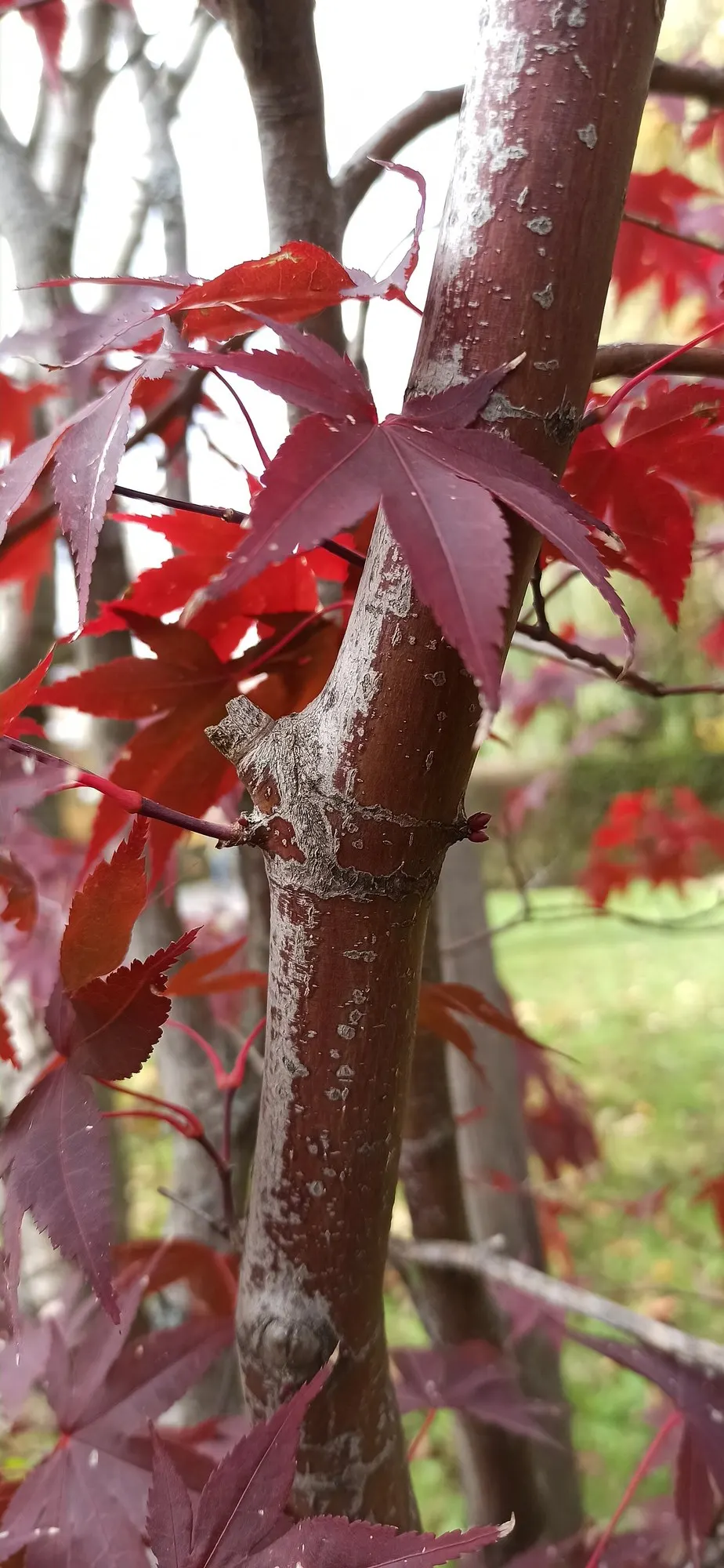 Katsura Japanese Maple (Acer Palmatum 'Katsura') — Achieving a height and spread of approximately 15 to 20 feet at maturity
