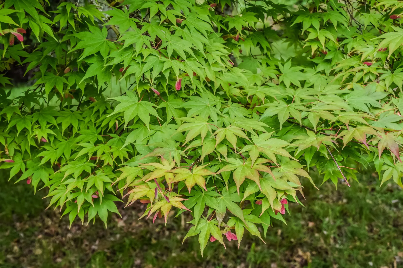 Katsura Japanese Maple (Acer Palmatum 'Katsura') — prized for its distinctive seasonal color transitions and architectural form
