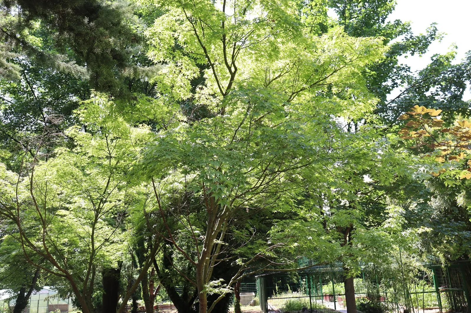 Katsura Japanese Maple (Acer Palmatum 'Katsura') — As we progress into summer