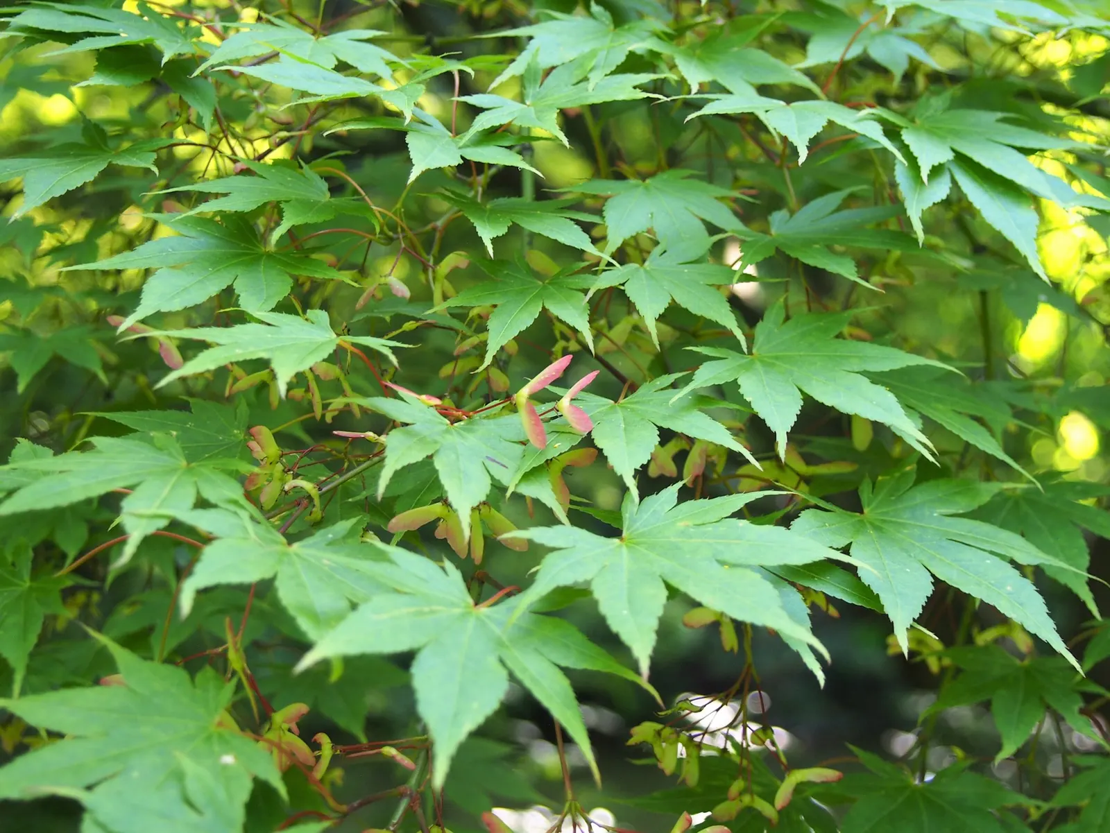 Katsura Japanese Maple (Acer Palmatum 'Katsura') — Prefers partial shade and well-drained soil