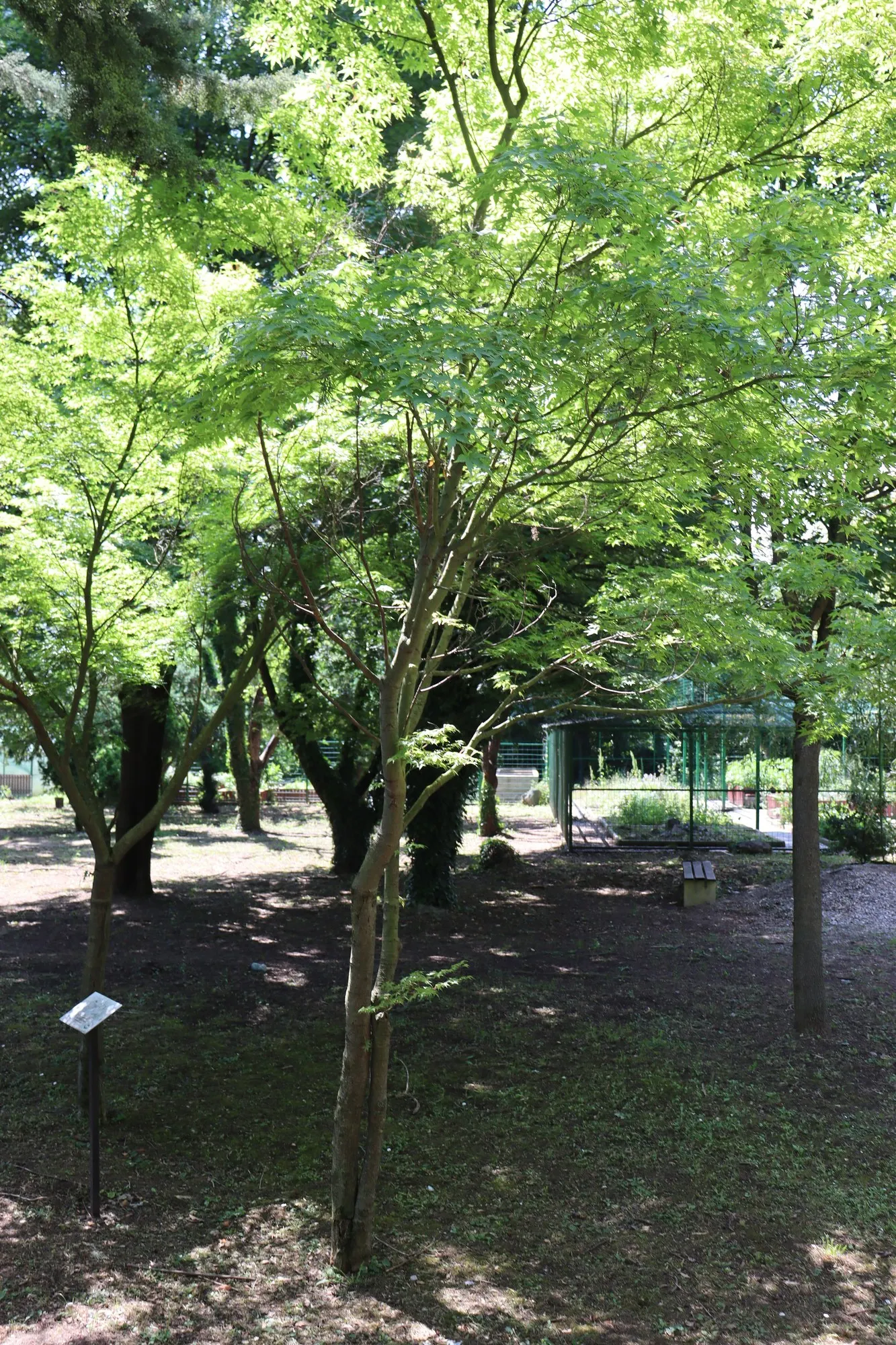Katsura Japanese Maple (Acer Palmatum 'Katsura') — creating a spectacular show.<br><br>For optimal growth