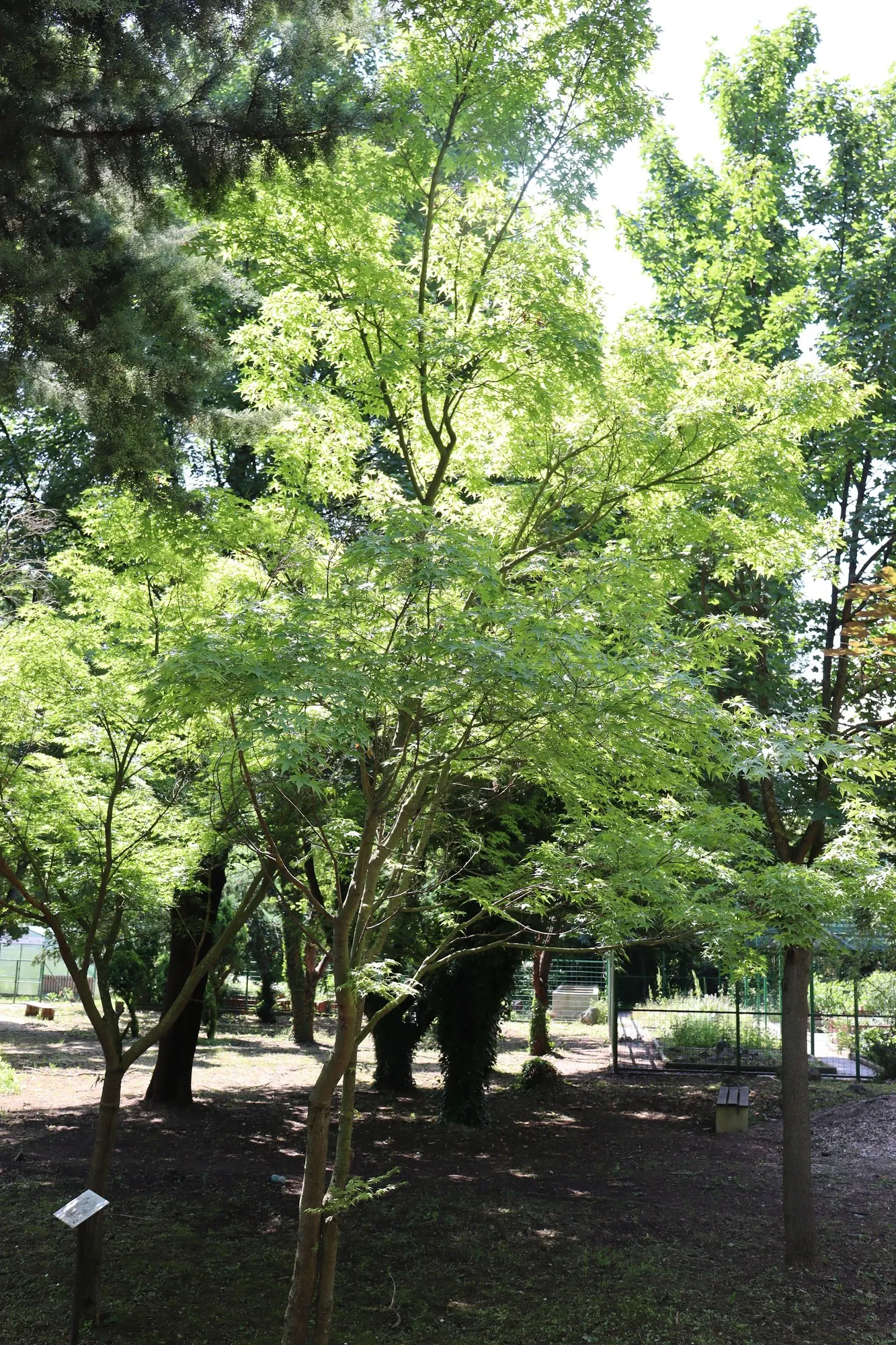 Katsura Japanese Maple (Acer Palmatum 'Katsura') — the Senkaki Maple awakens with lively orange-yellow leaves