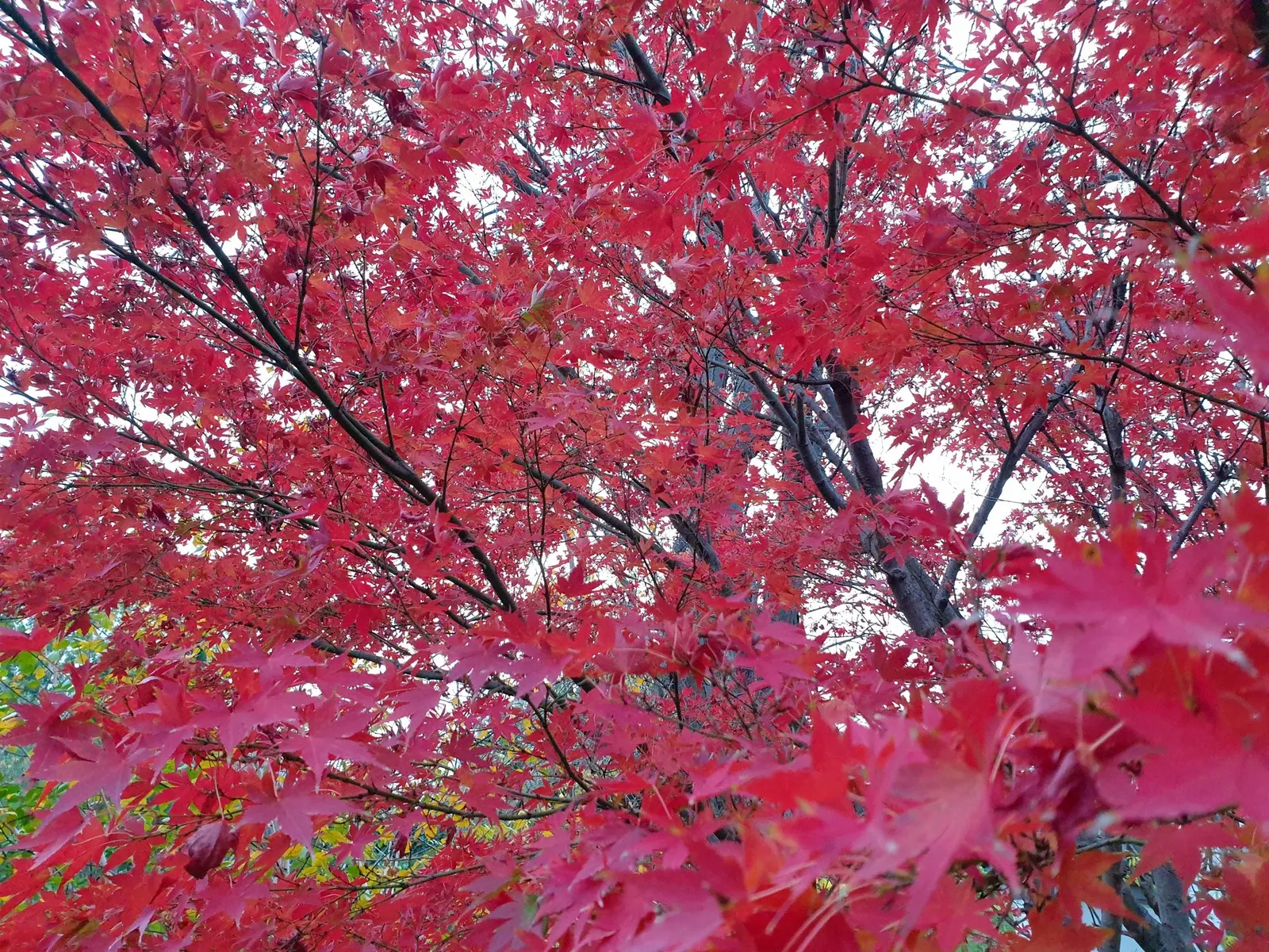 Katsura Japanese Maple (Acer Palmatum 'Katsura') — 'Katsura' again ignites the garden with fiery shades of gold