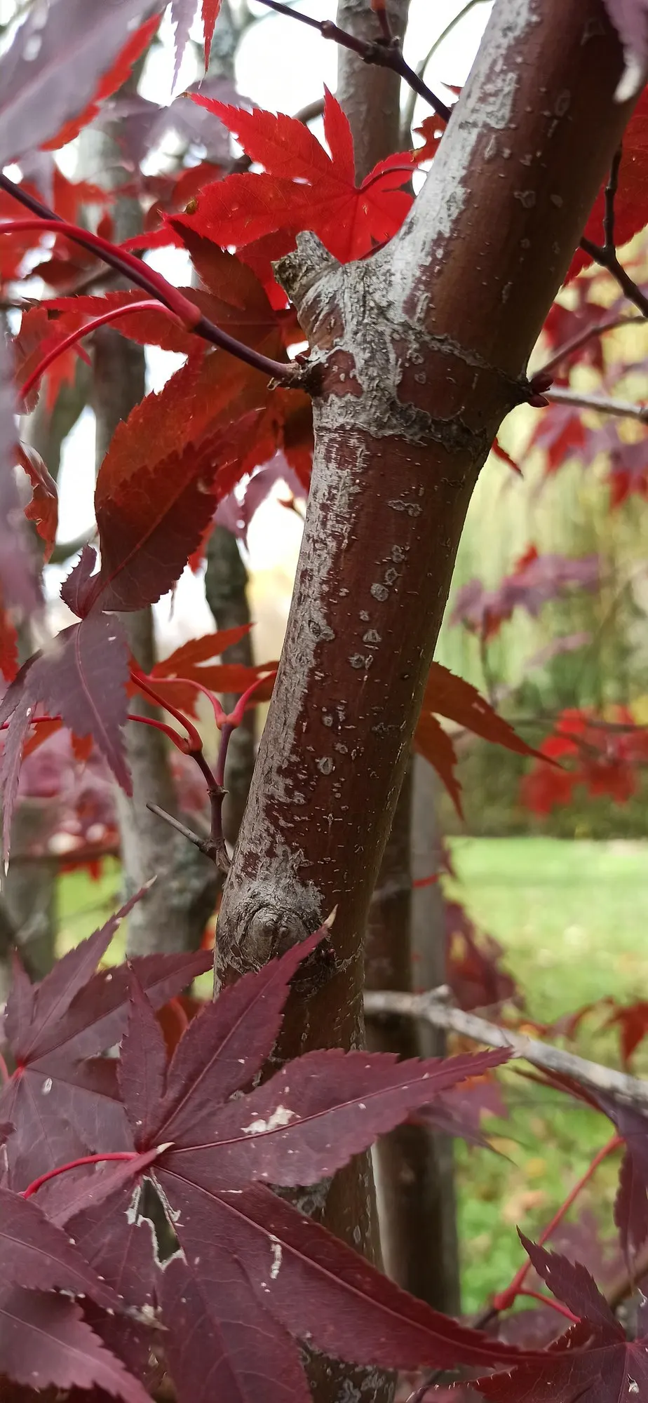 Katsura Japanese Maple (Acer Palmatum 'Katsura') — this ornamental tree sets a striking figure in any landscape design.<br><br>In spring