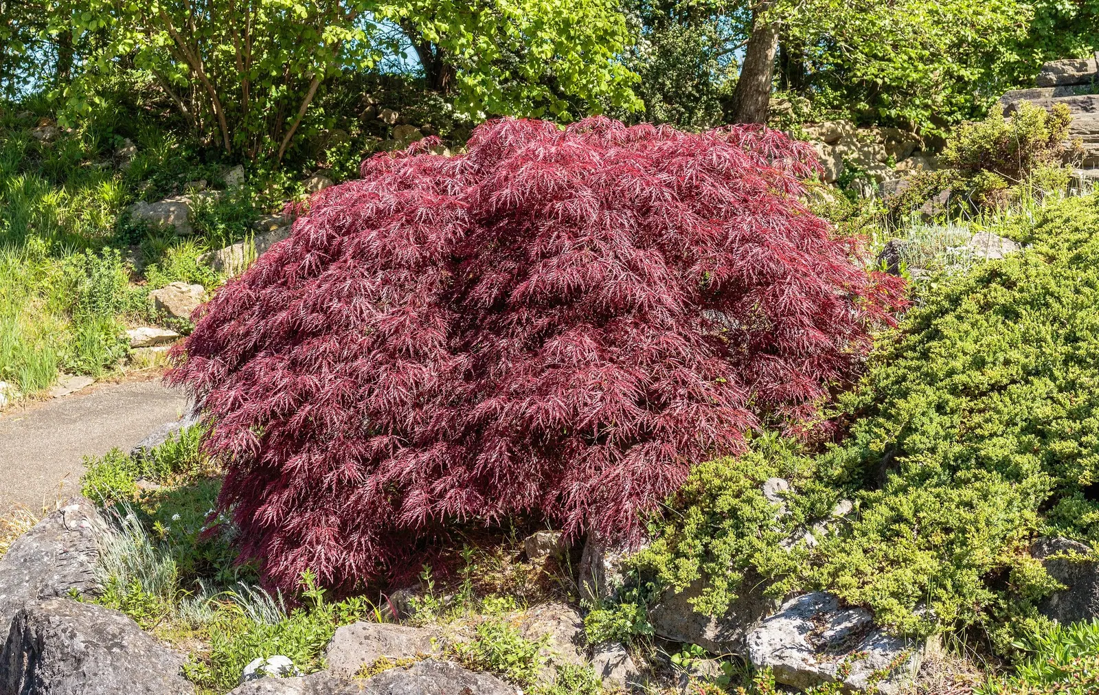 Katsura Japanese Maple (Acer Palmatum 'Katsura') — The Acer palmatum 'Katsura' is a captivating variety of Japanese Maple