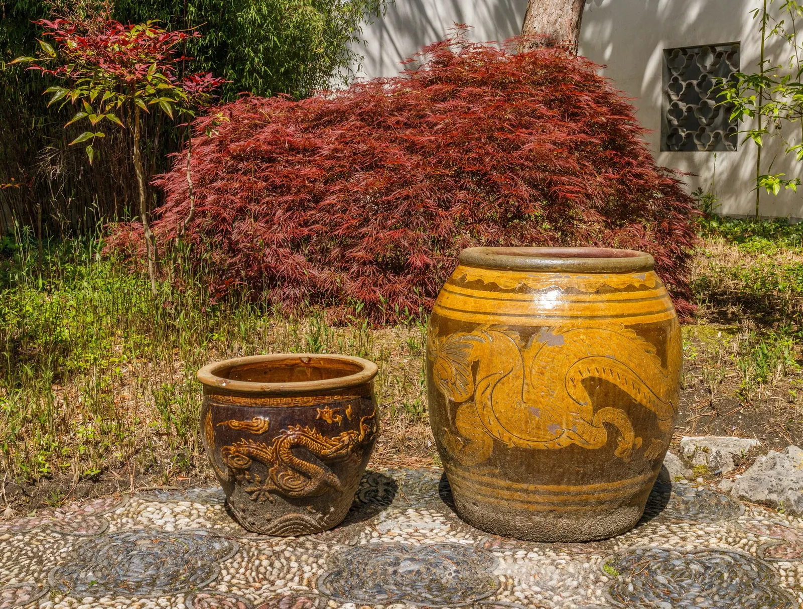 Katsura Japanese Maple (Acer Palmatum 'Katsura') — which exceptionally complement its graceful