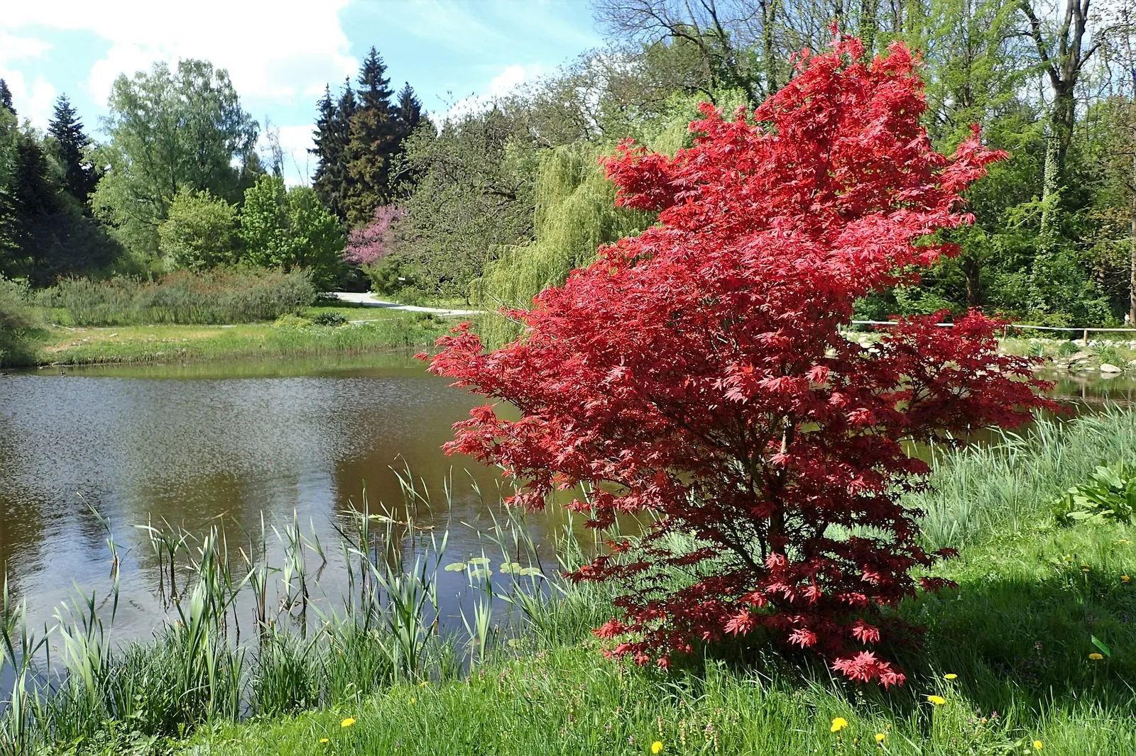 Katsura Japanese Maple (Acer Palmatum 'Katsura') — often referred to as the Senkaki Maple