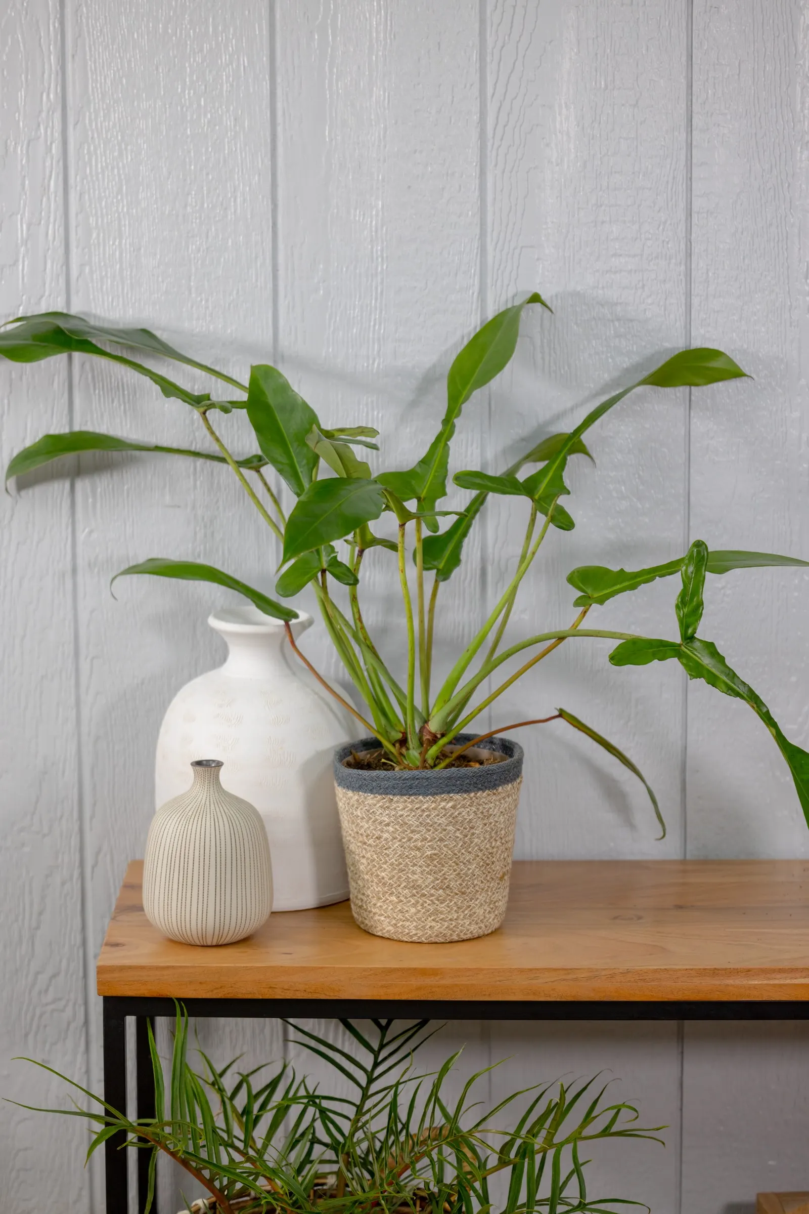 Electric Eel™ Philodendron (Philodendron x joepii) — The Philodendron x joepii is a tropical houseplant with solid green