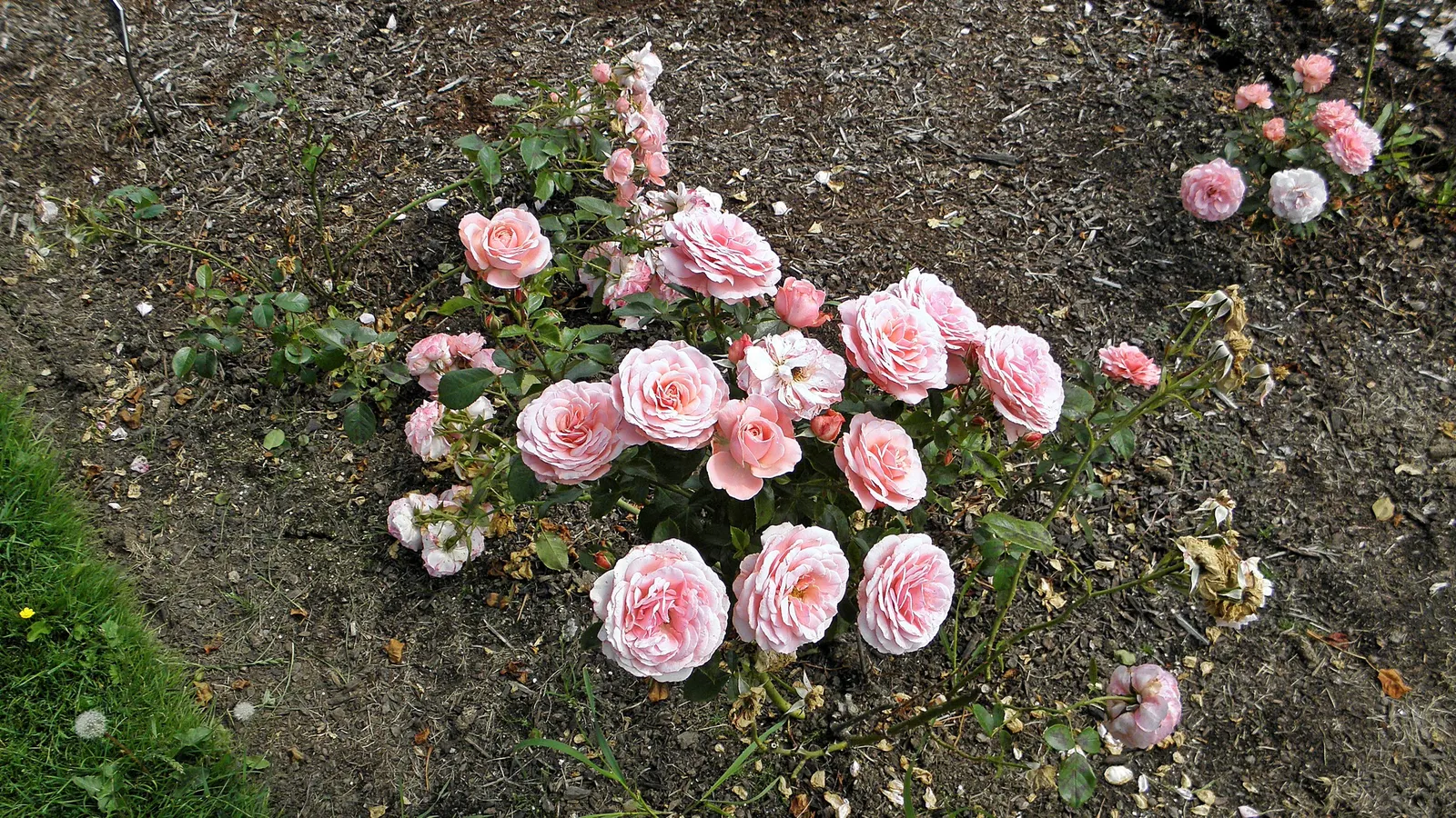 Sexy Rexy Rose (Rosa 'Sexy Rexy') — bushy habit that is perfect for border foregrounds