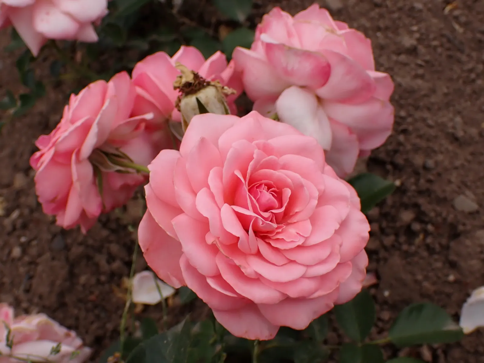 Sexy Rexy Rose (Rosa 'Sexy Rexy') — Hardy to USDA zone 6, it prefers full sun and well-drained soil